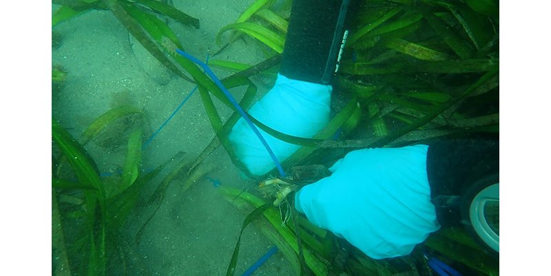 Port of San Diego study unlocks treasure trove of blue carbon information on San Diego Bay’s eelgrass beds